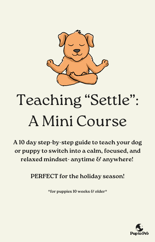 Adult Dog Bundle